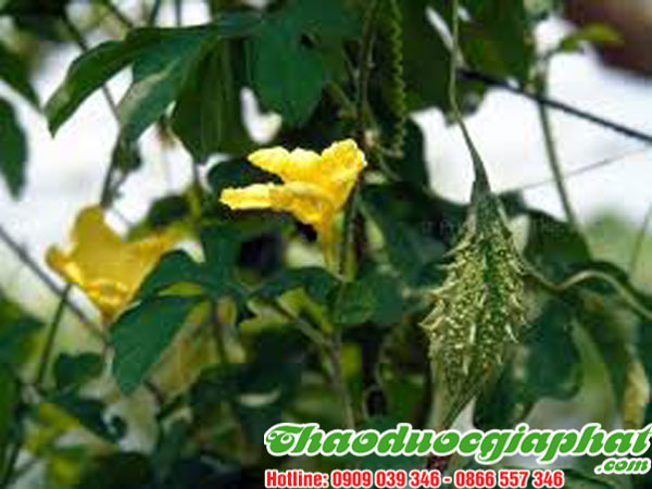 ĐAU RÁT CỔ HỌNG