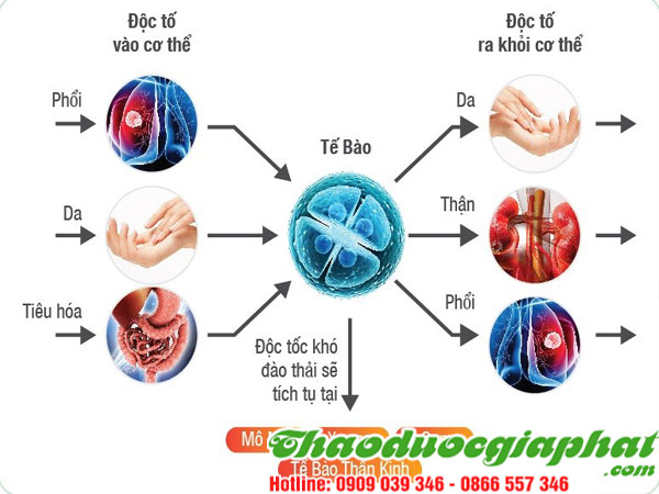 THẢI ĐỘC CƠ THỂ
