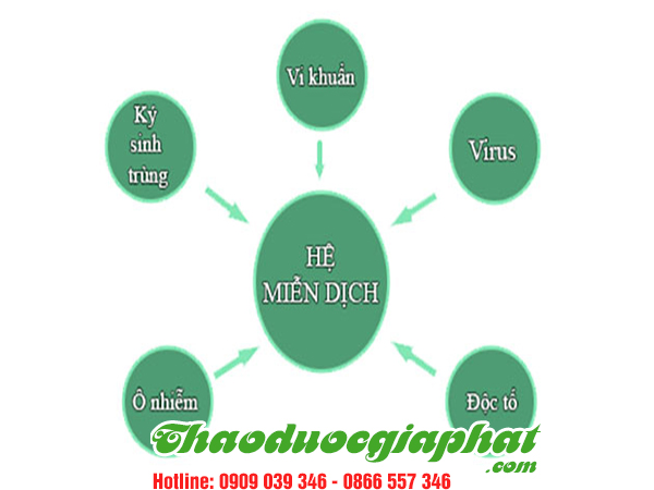ba-kich-tim-giup-dieu-tiet-he-mien-dich-tai-quan-3