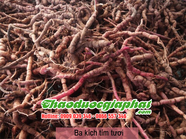 ba-kich-tim-tai-quan-thu-duc