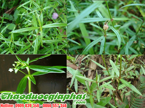 bach-hoa-xa-tot-nhat-tai-huyen-binh-chanh