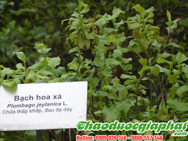 bach-hoa-xa-quan-5