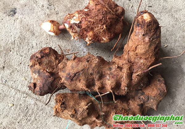 củ khúc khắc tốt nhất tại quận 1