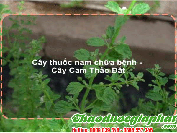 cam-thao-dat-tai-quan-8.