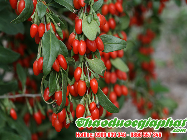 cau-ki-tu-tai-huyen-can-gio