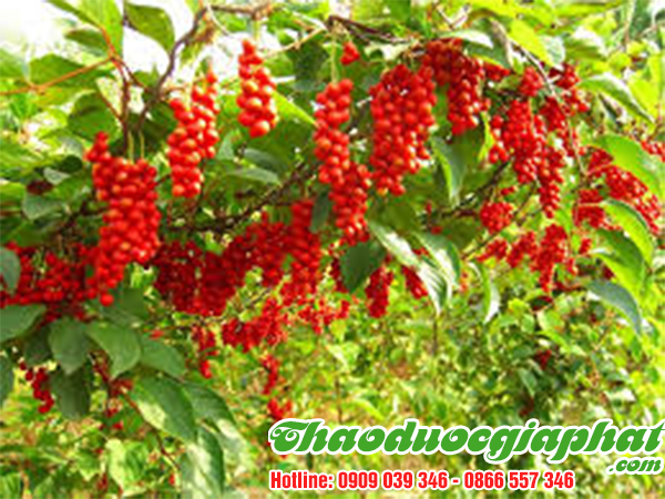 cau-ki-tu-tai-quan-2.