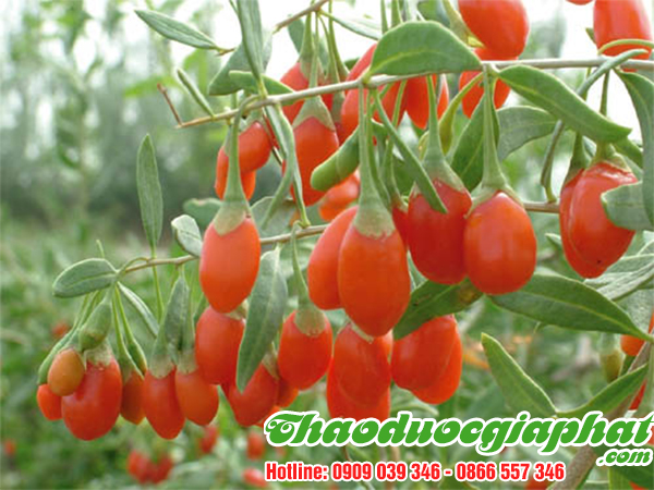 cau-ki-tu-tai-quan-8