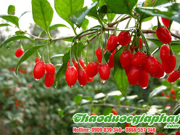 cau-ki-tu-tai-quan-binh-thanh