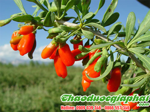 cau-ki-tu-tai-quan-phu-nhuan