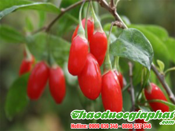 cau-ki-tu-tai-quan-thu-duc