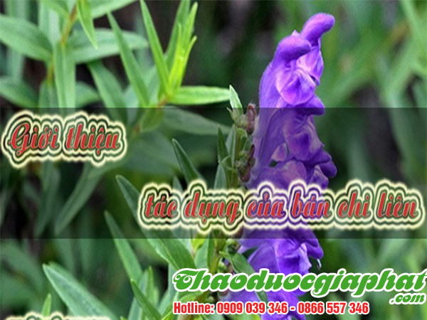 cay-ban-chi-lien-tai-huyen-binh-chanh