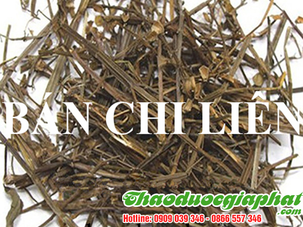 cay-ban-chi-lien-tai-huyen-can-gio