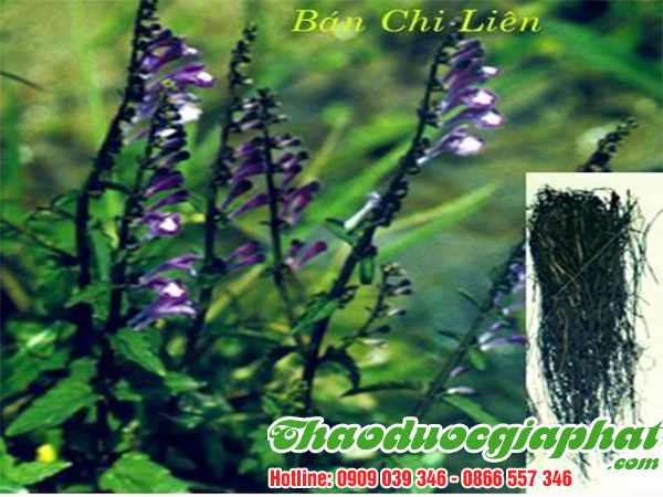 cay-ban-chi-lien-tai-quan-2