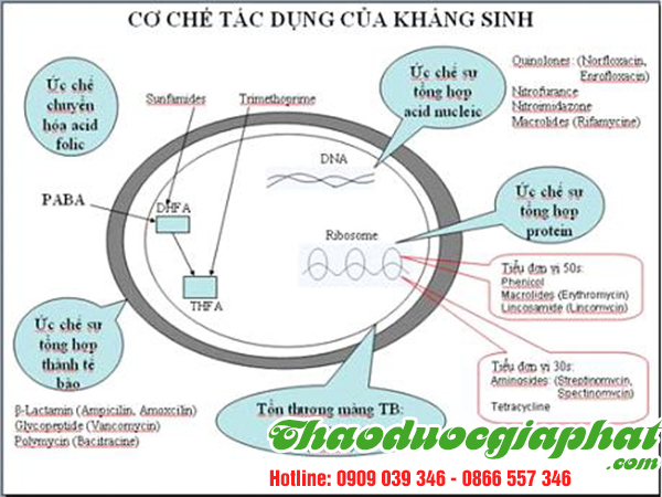 cay-bi-ki-nam-giup-tieu-viem-khang-sinh-tai-quan-1