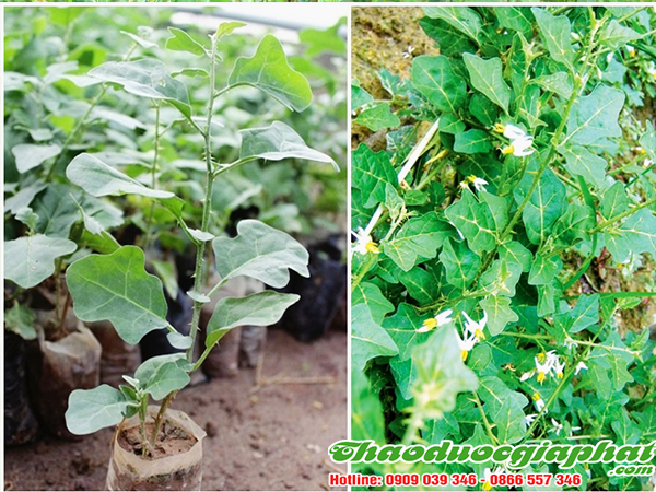 cay-ca-gai-leo-tai-quan-thu-duc