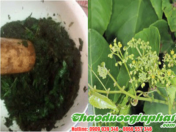 cay-chia-voi-huyen-nha-be