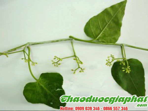 cay-chia-voi-quan-3