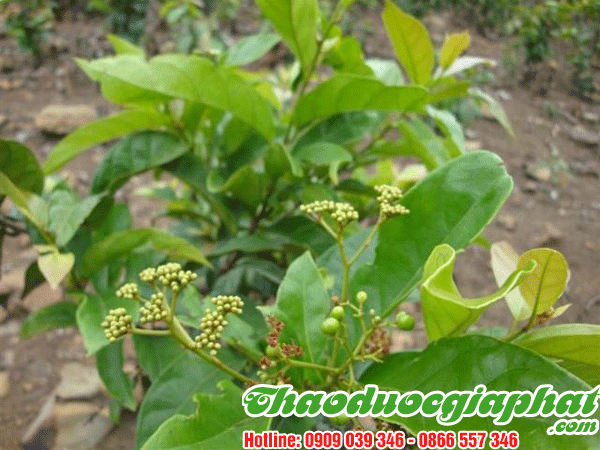 cay-chia-voi-quan-7