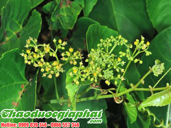 cay-chia-voi-quan-8