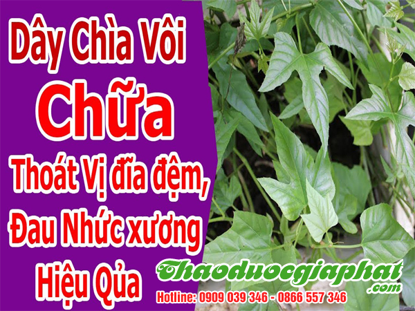 cay-chia-voi-quan-binh-tan