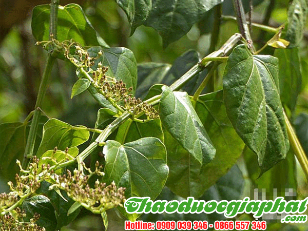 cay-chia-voi-quan-binh-thanh