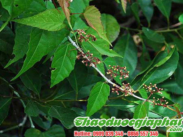cay-chia-voi-quan-phu-nhuan