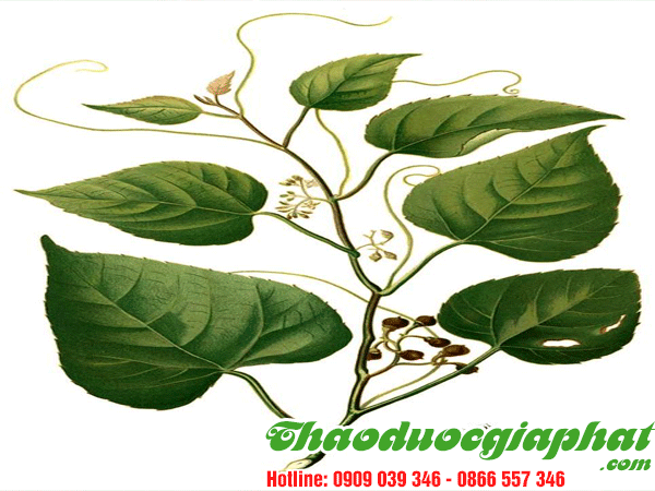 cay-chia-voi-quan-tan-binh