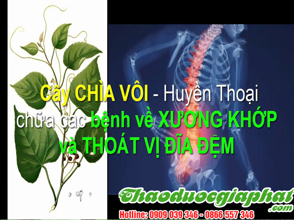 cay-chia-voi-quan-tan-phu
