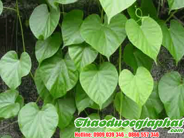 cay-chia-voi-quan-thu-duc