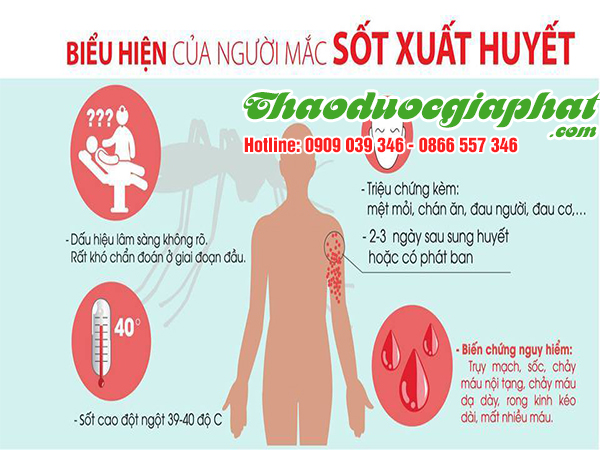 cay-hoang-ky-tri-sot-xuan-huyet-tai-quan-7
