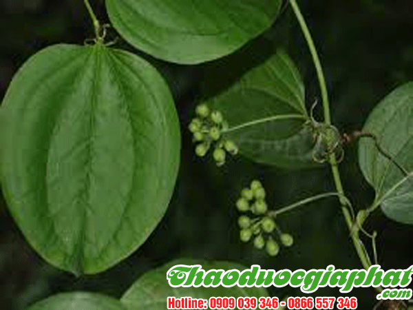 cu-khuc-khac-tai-huyen-cu-chi-tot-nhat