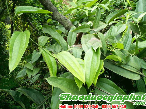 cu-khuc-khac-tai-quan-10-tot-nhat