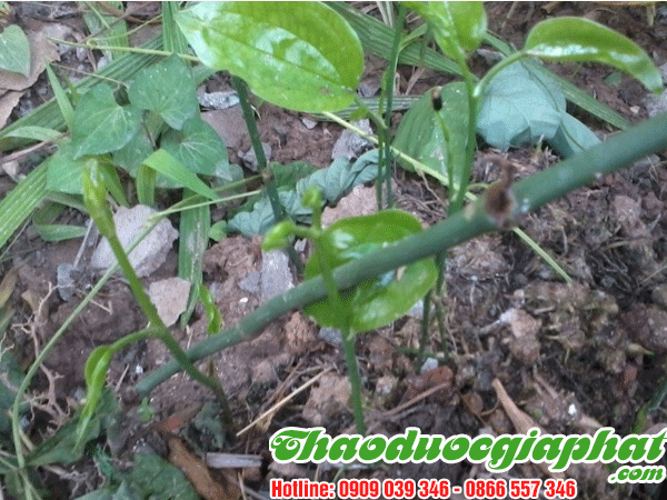 cu-khuc-khac-tai-quan-go-vap-tot-nhat