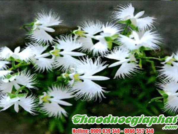 cay-kien-co-tot-nhat-tai-huyen-can-gio