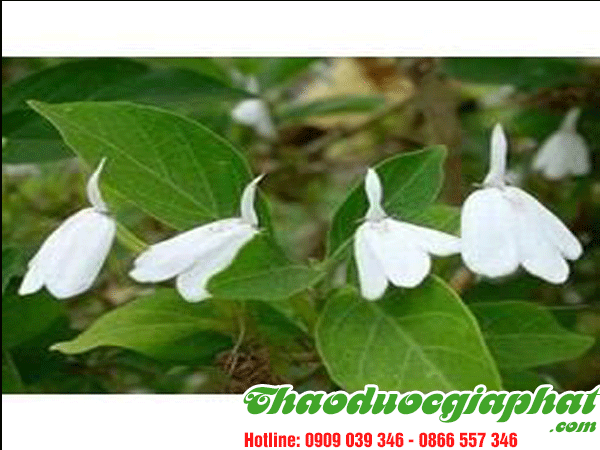 cay-kien-co-tai-quan-1-tot-nhat