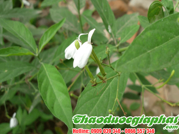 cay-kien-co-tot-nhat-tai-quan-9