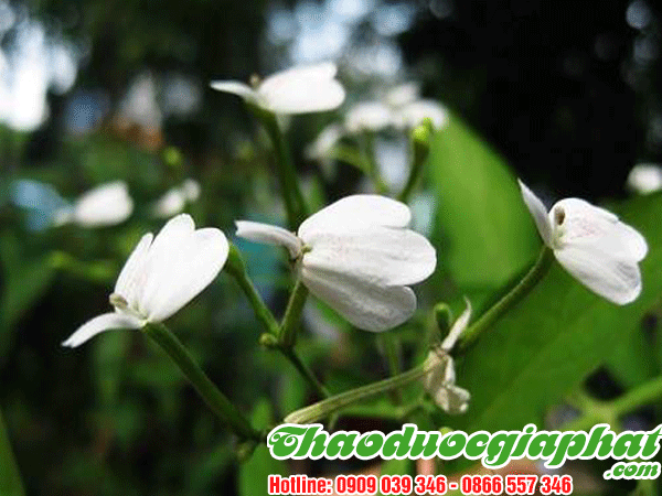 cay-kien-co-tot-nhat-tai-quan-binh-thanh