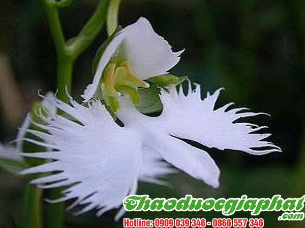 cay-kien-co-tot-nhat-tai-quan-go-vap