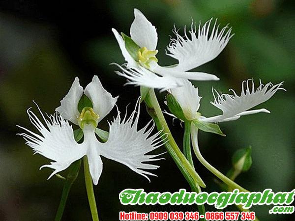 cay-kien-co-tai-quan-phu-nhuan-tot-nhat