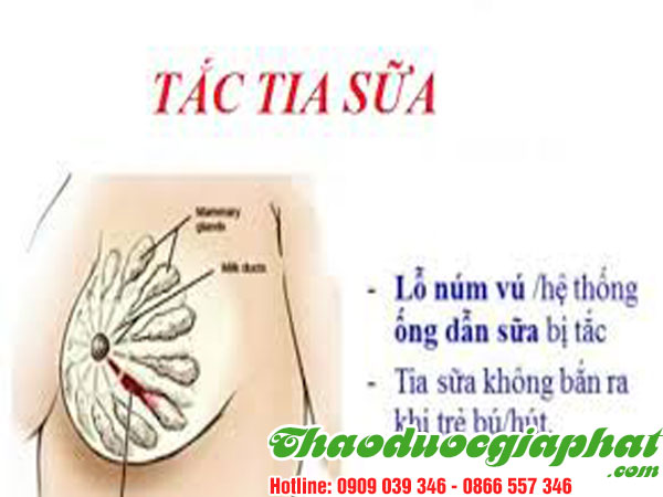 cay-mach-mon-dieu-tri-tac-tia-sua-tai-quan-12