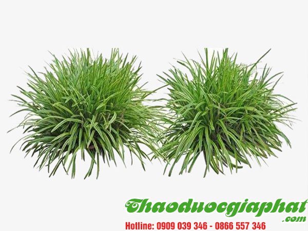 cay-mach-mon-tai-quan-11