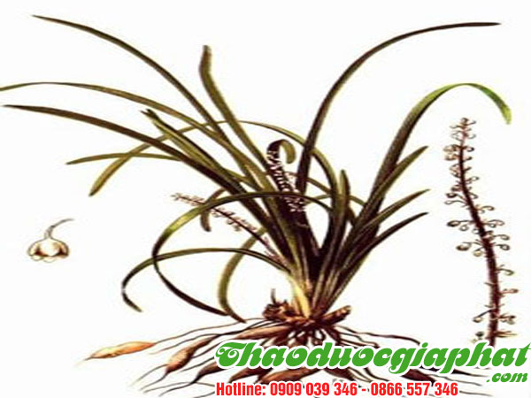 cay-mach-mon-tai-quan-tan-phu