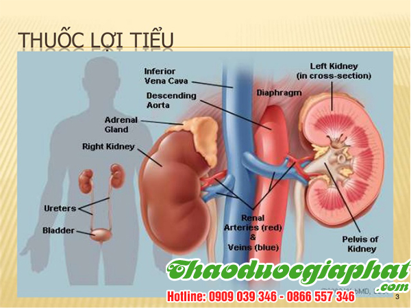 cay-tam-gui-giup-loi-tieu-tai-quan-6