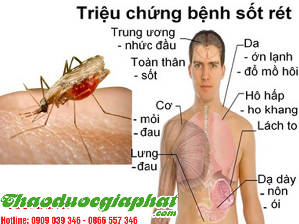 cay-tam-gui-ho-tro-tri-sot-ret-tai-huyen-cu-chi