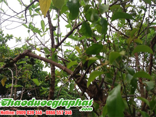 cay-tam-gui-tai-huyen-hoc-mon