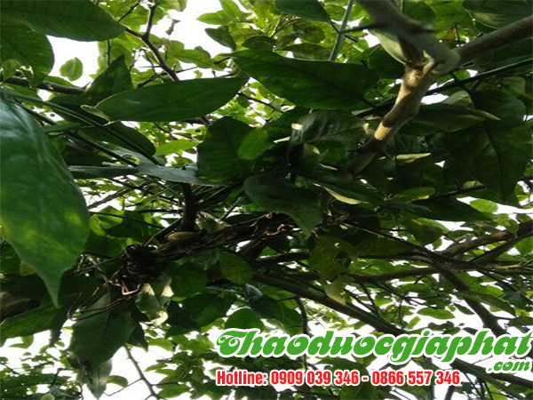 cay-tam-gui-tai-huyen-nha-be