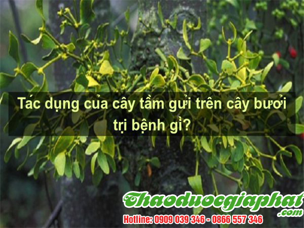 cay-tam-gui-tai-quan-12