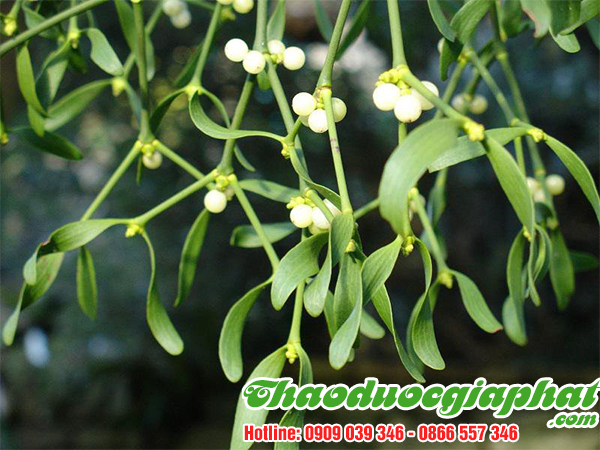 cay-tam-gui-tai-quan-7