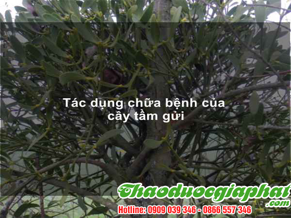 cay-tam-gui-tai-quan-binh-thanh