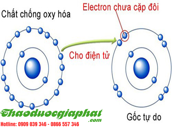 cay-tom-trong-giup-chong-oxy-hoa-tai-quan-tan-binh